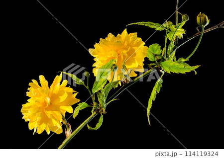 Blooming kerria japonica flowers on a black background Blooming kerria japonica flowers on a black background 114119324