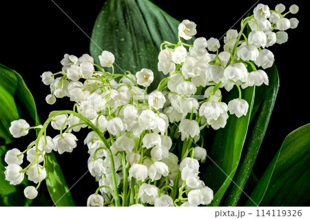Blooming Lily of the valley flowers on a black background Blooming Lily of the valley flowers on a black background 114119326