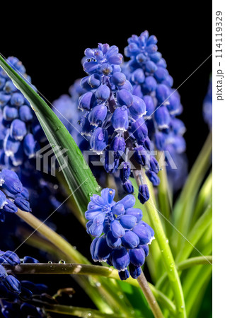 Blooming Muscari Alida flowers on a black background Blooming Muscari Alida flowers on a black background 114119329