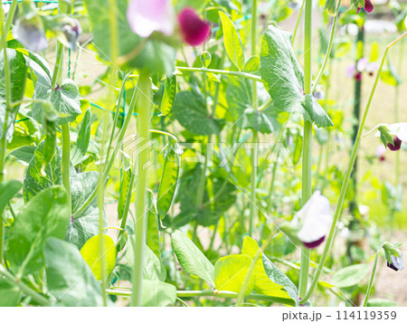 畑で育つさやえんどう 114119359