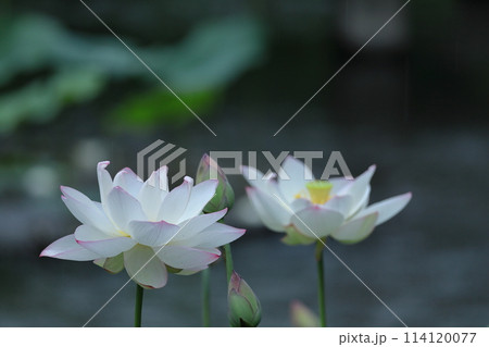 神聖な花 神聖な花 114120077