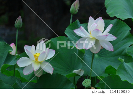 神聖な花 神聖な花 114120080