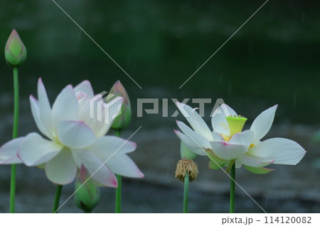 神聖な花 神聖な花 114120082