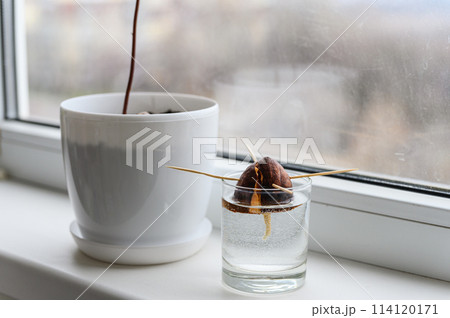 Young avocado plant in a white pot, an avocado seed sprouting in a glass. 114120171