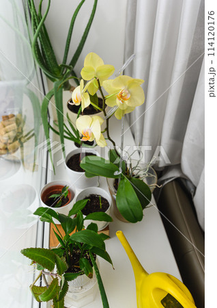 House plants on the windowsill in the room. House plants on the windowsill in the room. 114120176