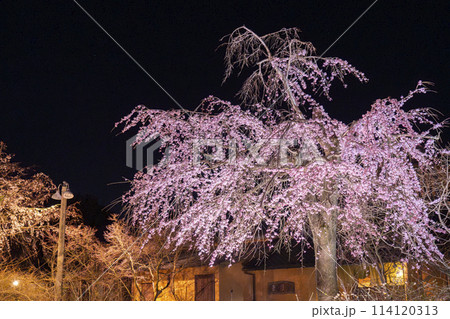 なばなの里イルミネーション　桜 114120313