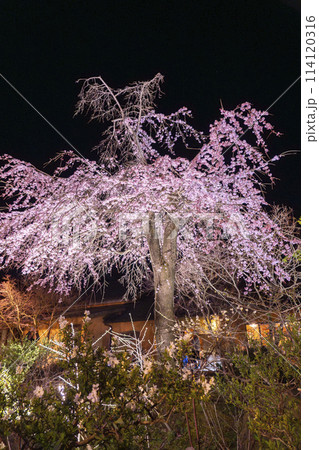 なばなの里イルミネーション　桜 114120316