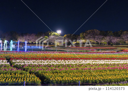 なばなの里 チューリップライトアップ なばなの里 チューリップライトアップ 114120373