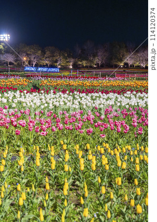 なばなの里　チューリップライトアップ 114120374