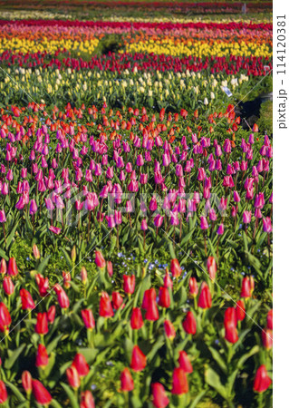 なばなの里　チューリップライトアップ 114120381