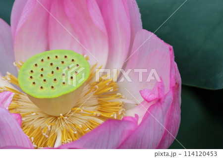 神聖な花 神聖な花 114120453