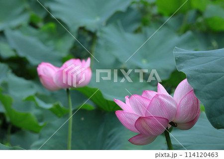 神聖な花 114120463