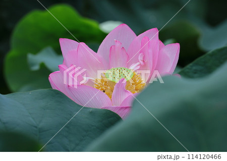 神聖な花 神聖な花 114120466