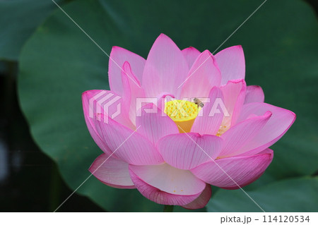 神聖な花 114120534