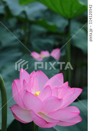 神聖な花 114120542