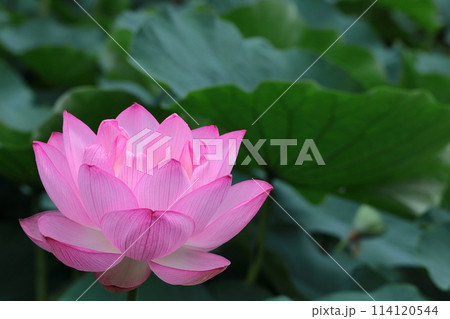 神聖な花 114120544