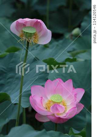 神聖な花 114120546