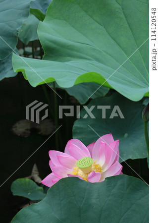 神聖な花 114120548