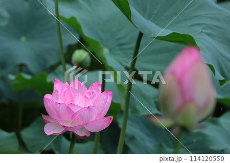 神聖な花 神聖な花 114120550