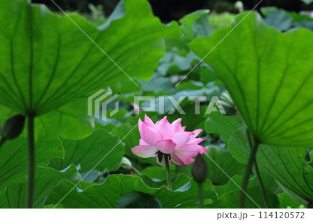 神聖な花 114120572