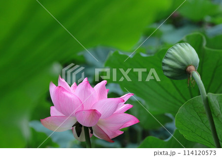 神聖な花 114120573