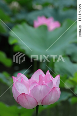 神聖な花 114120599