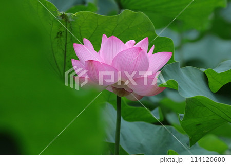 神聖な花 114120600