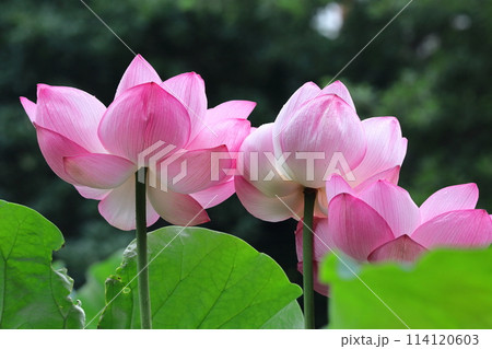 神聖な花 114120603