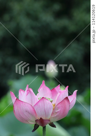 神聖な花 114120619
