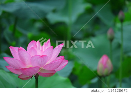 神聖な花 114120672