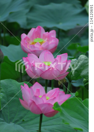 神聖な花 114120691