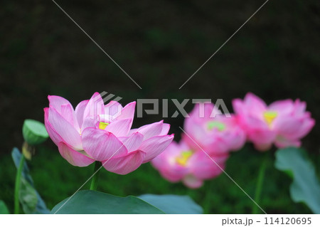 神聖な花 神聖な花 114120695