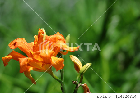 恋忘れ草 114120814