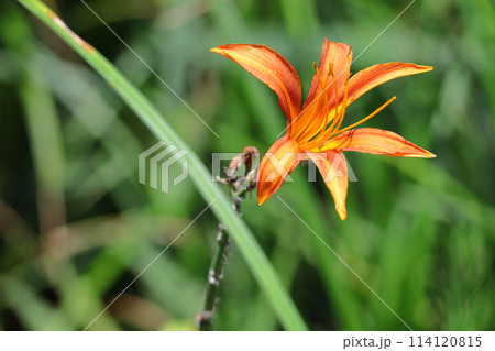 恋忘れ草 114120815