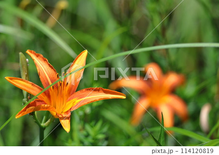 恋忘れ草 恋忘れ草 114120819