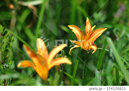 恋忘れ草 114120821