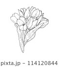 Tulip flower bouquet vector illustration. Curved leaves bulb head black outline graphic drawing. Botanical wedding ink line contour silhouette outline. Natural spring holiday garden. Pink white bloom 114120844