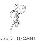 Tulip flower vector illustration heart tag. Curved leaf bulb head. Wooden rope bell hanging. Black outline graphic drawing. Botanical blossom greeting card. Ink line contour silhouette outline star.  114120849