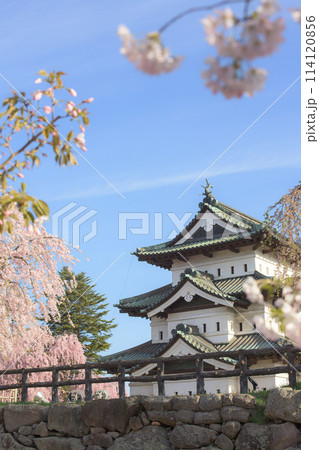 桜に囲まれ爽やかな朝を迎えた弘前城　天守閣　青森県 114120856