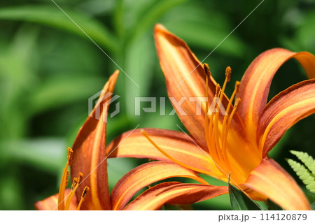 恋忘れ草 恋忘れ草 114120879