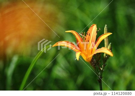 恋忘れ草 114120880