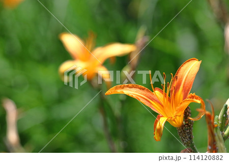 恋忘れ草 恋忘れ草 114120882