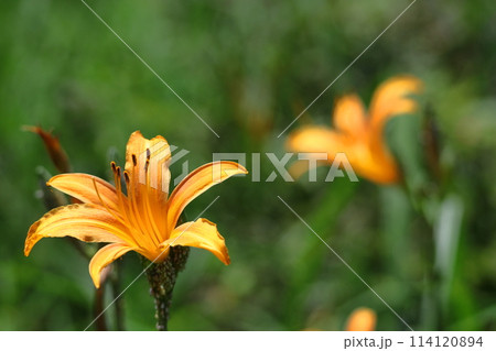 恋忘れ草 114120894