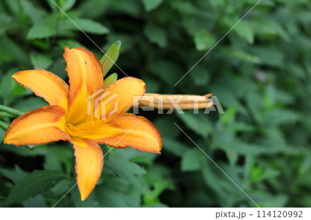 恋忘れ草 114120992