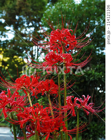 道の駅の彼岸花 114121106