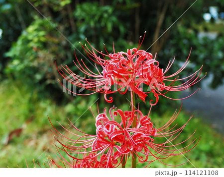 道の駅の彼岸花 114121108