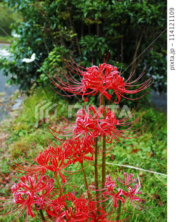 道の駅の彼岸花 114121109
