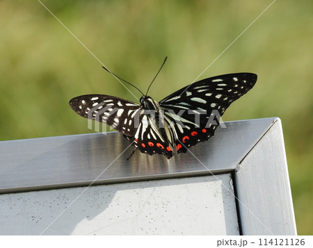 アカボシゴマダラ 114121126