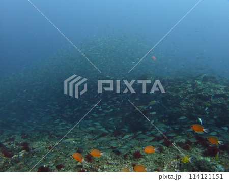 神子元島のイサキの群れ 神子元島のイサキの群れ 114121151