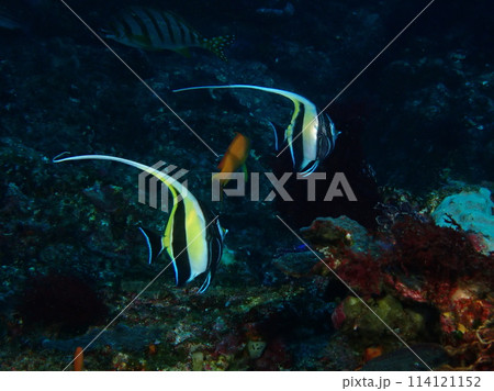 神子元島のツノダシ 114121152